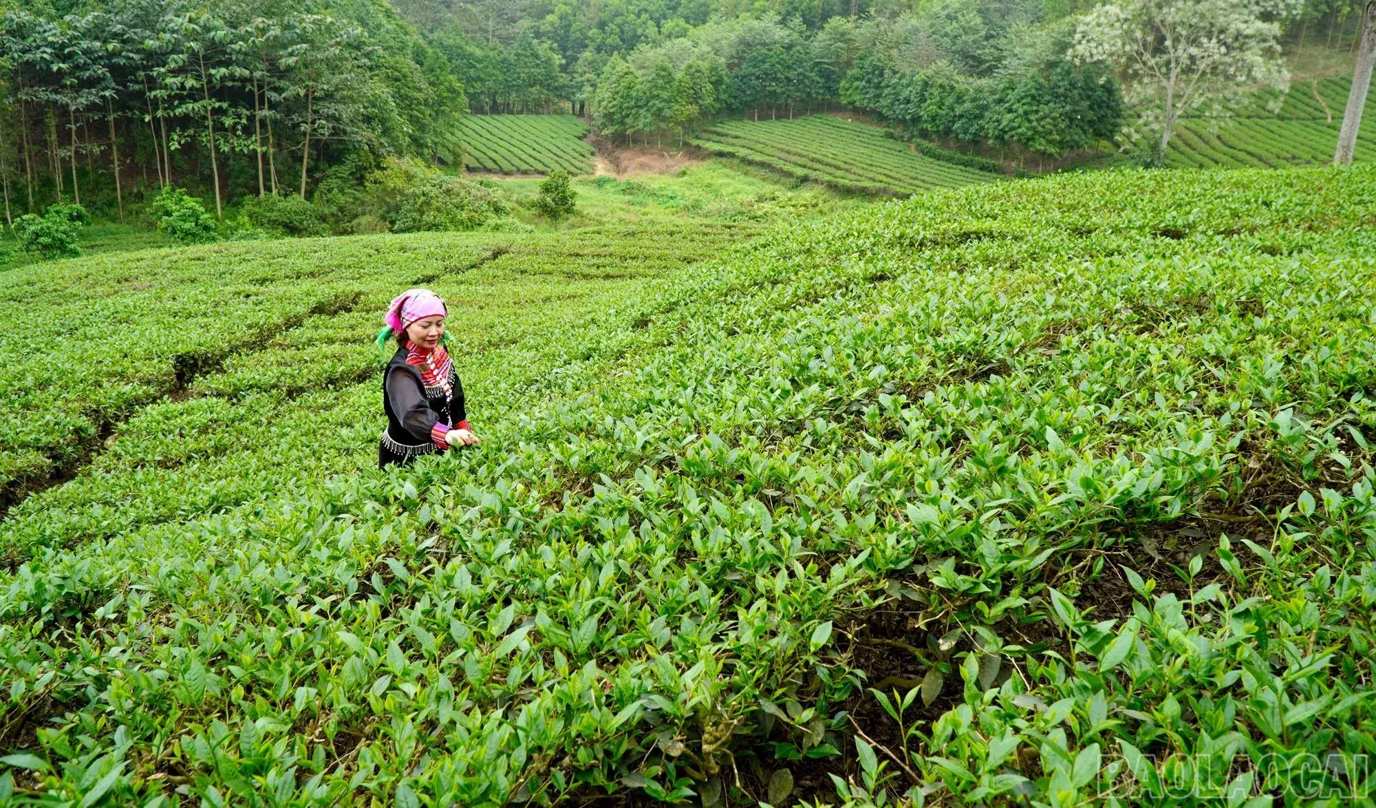 Búp chè xuân Lào Cai – Hương rừng trở thành đặc sản thượng hạng