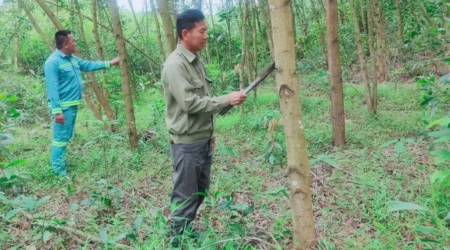 "Đánh thức" tiềm năng rừng, tạo sinh kế bền vững cho người dân