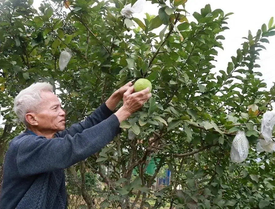 Khát vọng đưa thương hiệu ổi Tân Hòa chuẩn VietGAP vươn xa