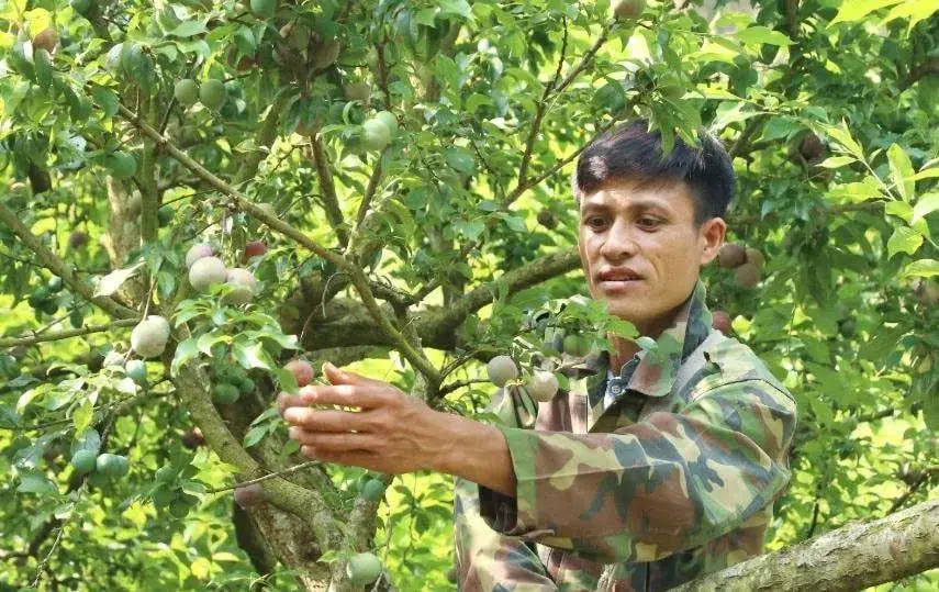 Nông dân Sơn La “đánh thức trái quý”, thu tiền tỷ nhờ mận trái vụ