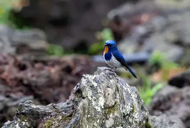 Nâng hạng Khu bảo tồn thiên nhiên Bát Xát thành Vườn quốc gia