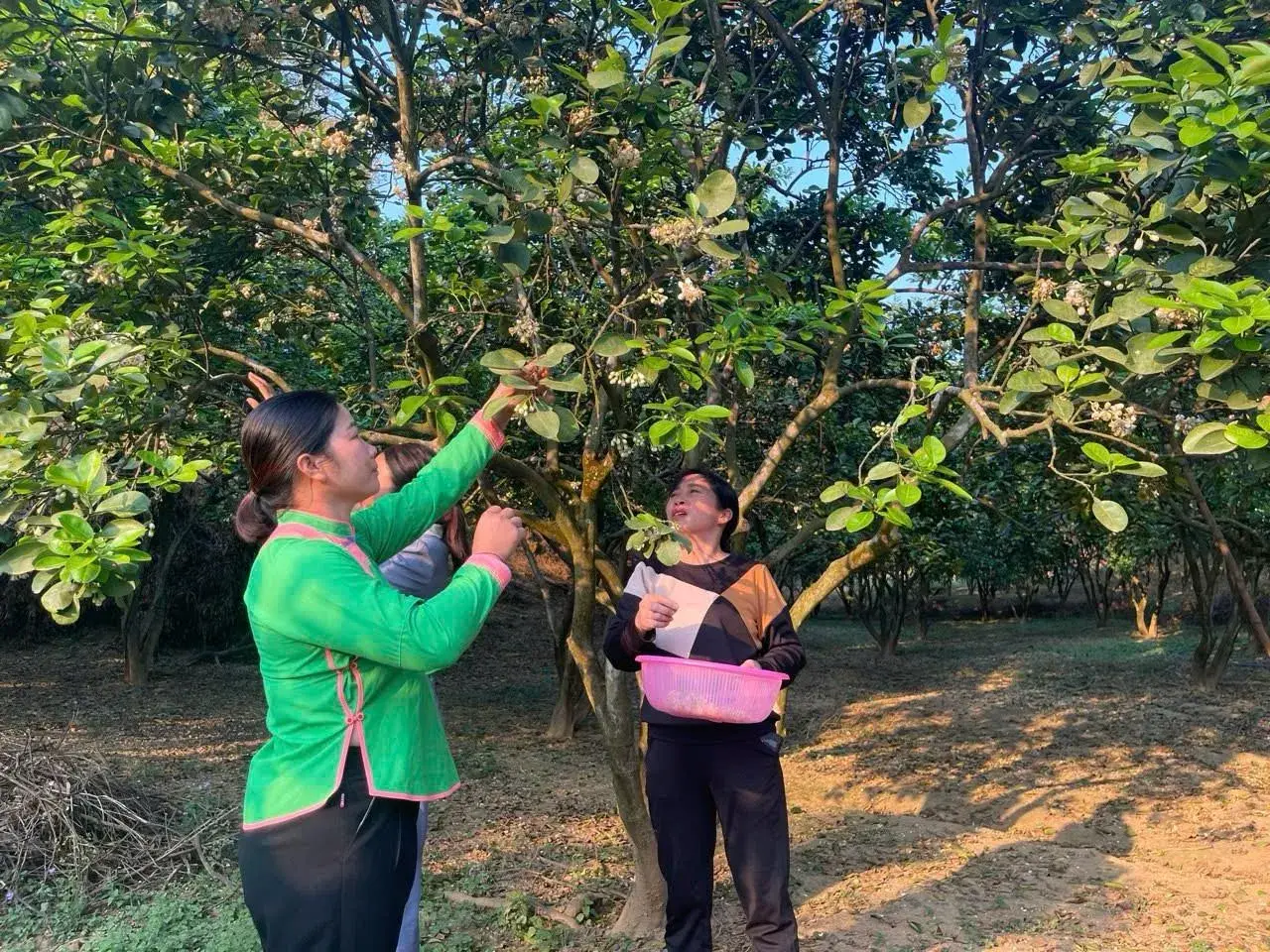 Nâng tầm bưởi Múc Bảo Thắng đạt chuẩn OCOP 3 sao