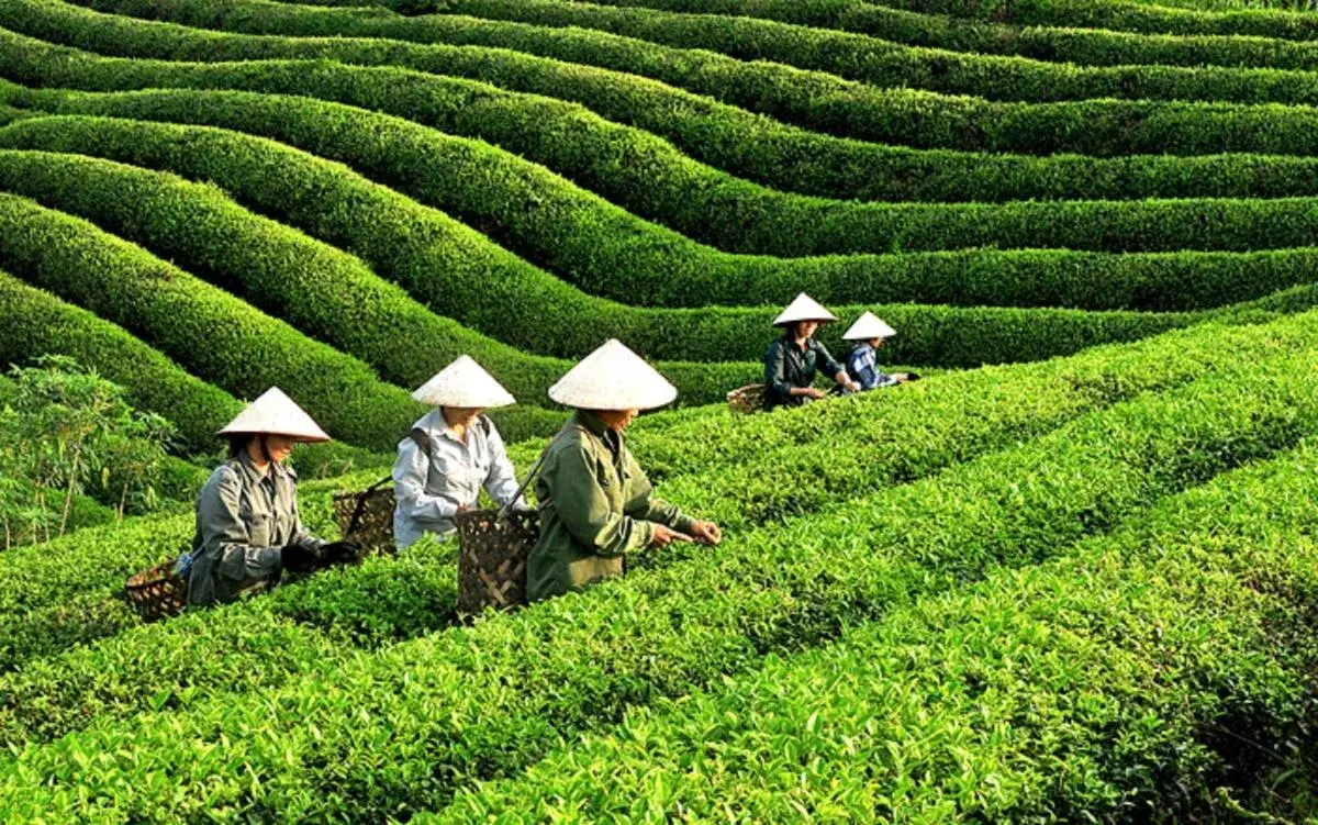 Xuất khẩu chè đối mặt nhiều thách thức tại các thị trường truyền thống