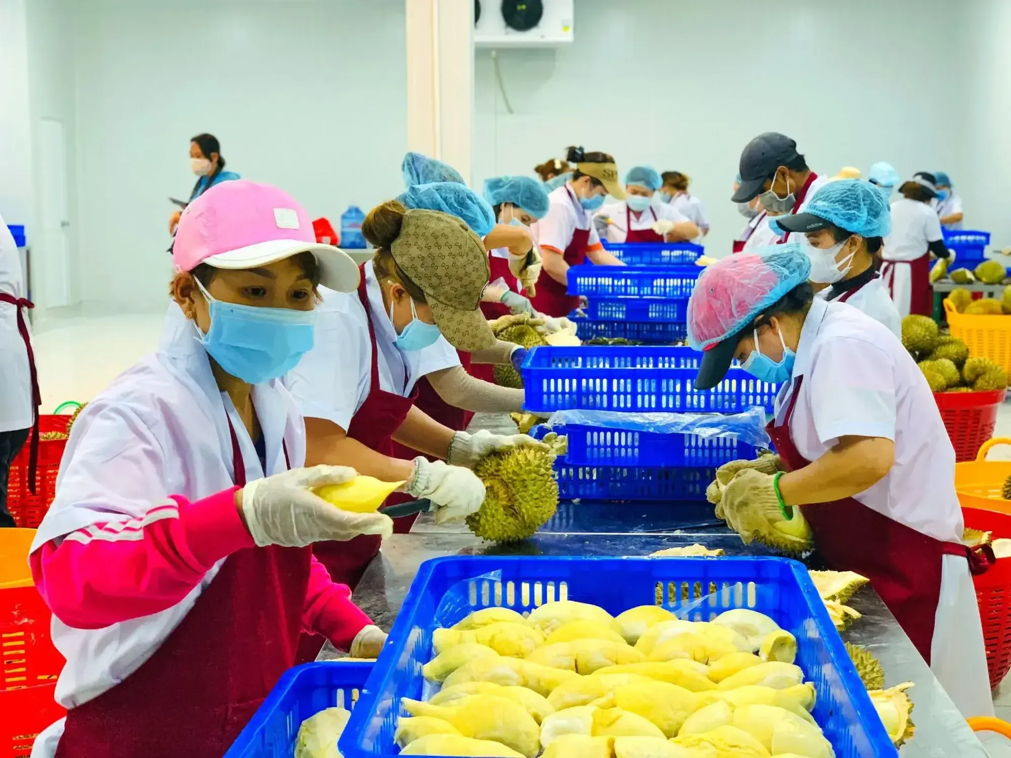 Xuất khẩu nông sản 9 tháng: Được mùa số lượng, loay hoay giá trị, chỉ lấy thông