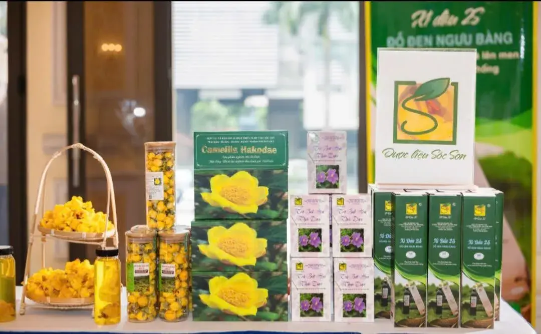 HTX Bảo tồn và Phát triển Dược liệu Sóc Sơn: Khẳng định vị thế từ chiến lược quản trị Tài sản Sở hữu trí tuệ bền vững