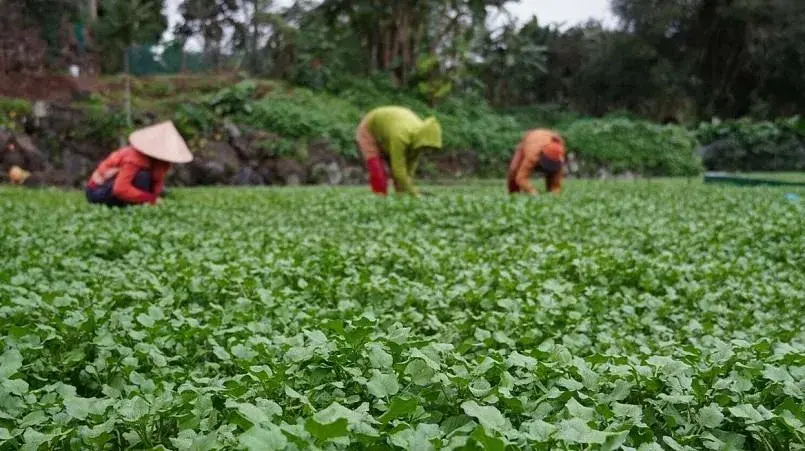 Chuyện về loài rau "sang chảnh" chỉ uống dòng nước mát lành từ đá núi