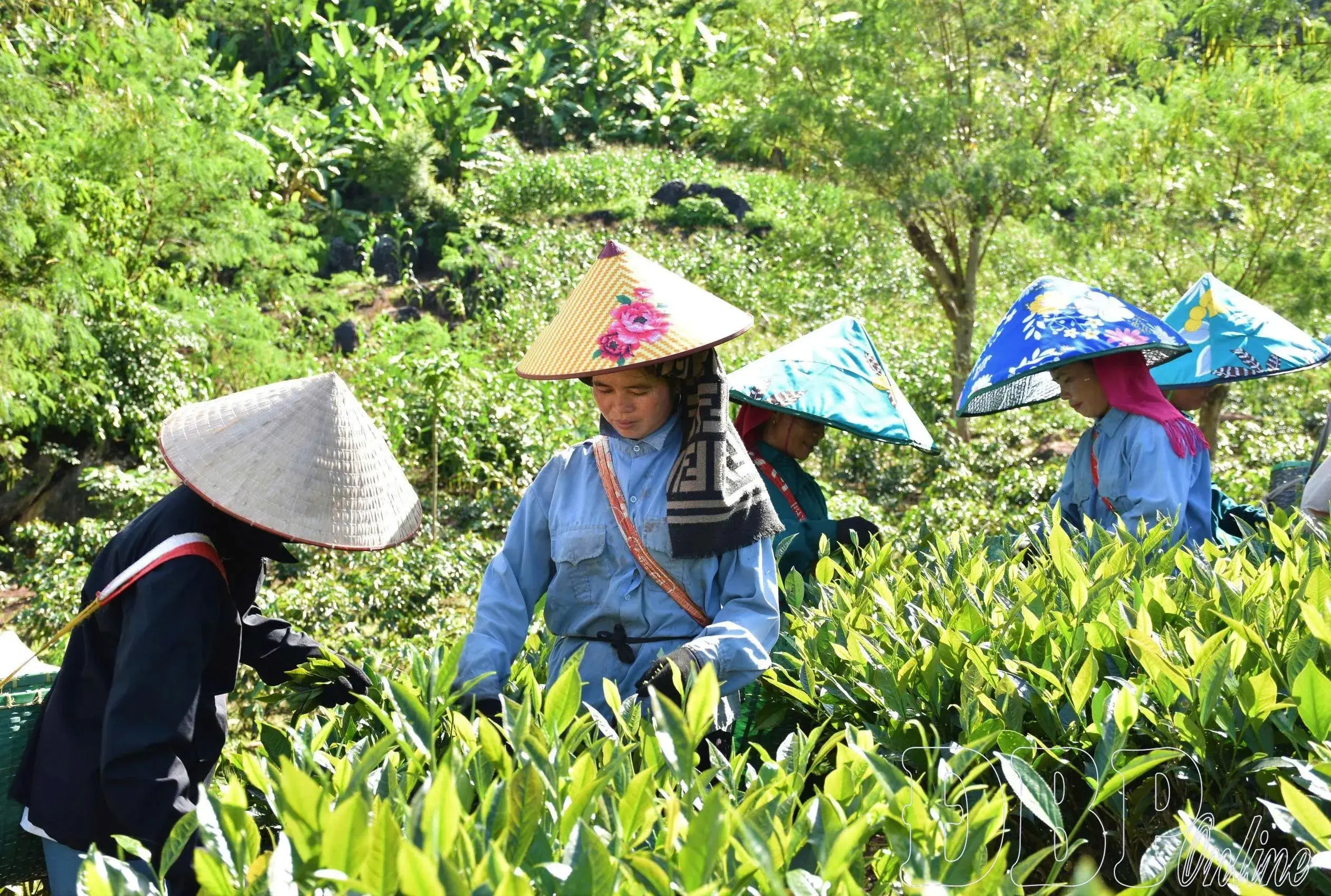 bao_1789354380.jpg