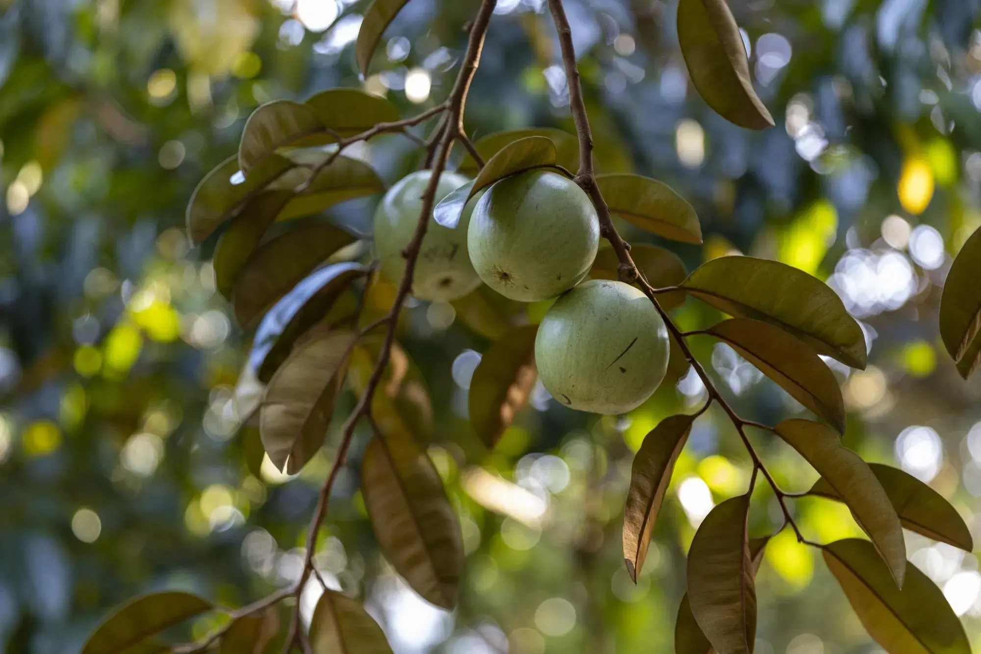 qua_1784867931.jpg