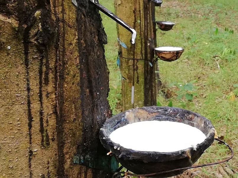 POLYME thiên nhiên và ứng dụng của nó